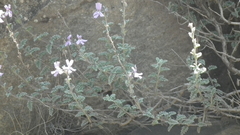 Jamesbrittenia pristisepala