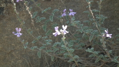 Jamesbrittenia pristisepala