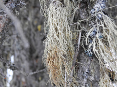 Evernia divaricata