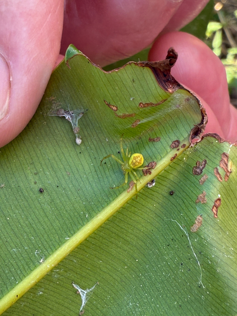Mecaphesa bubulcus