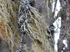 Evernia divaricata