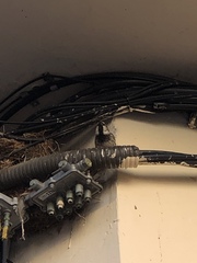 Passer hispaniolensis