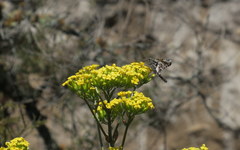 Chioides iverna