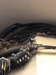 Passer hispaniolensis