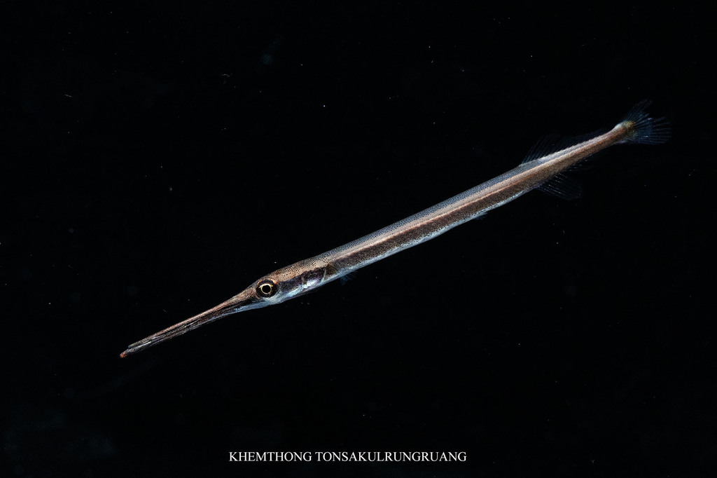 Asian freshwater needlefish (Xenentodon canciloides) — Belonidae