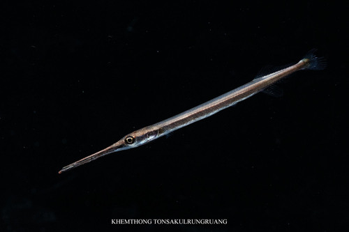 Asian freshwater needlefish (Xenentodon canciloides) — Belonidae