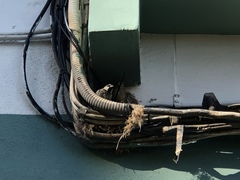 Passer hispaniolensis