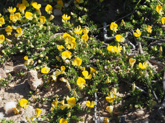 Aspalathus brevicarpa