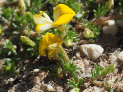 Aspalathus brevicarpa