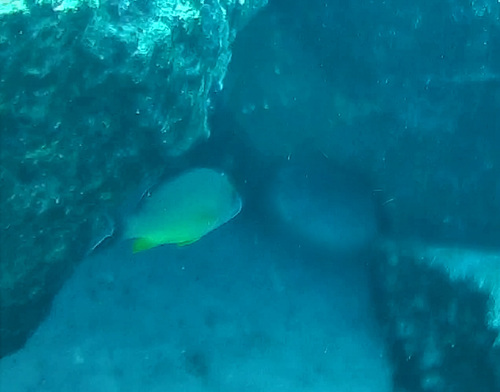 Blacktail snapper (Lutjanus fulvus) — Lutjanidae