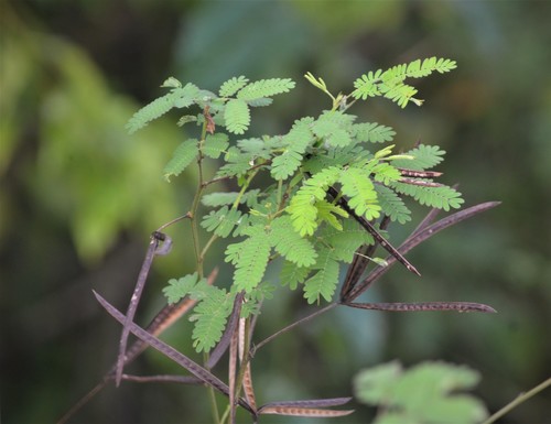 Desmanthus virgatus