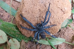 Gravelyia striatus
