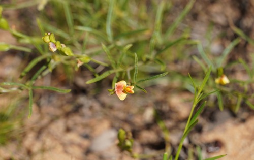 Linear Caterpillarbean (Zornia linearis)