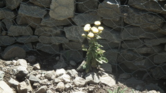 Helichrysum aureum