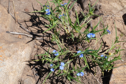 Shy dayflower (Commelina modesta)