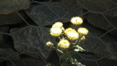 Helichrysum aureum