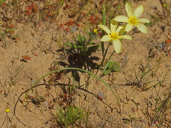 Moraea vallisbelli