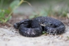 Italian Barred Grass Snake - Photo (c) Giuseppe Molinari, some rights reserved (CC BY-NC), uploaded by Giuseppe Molinari