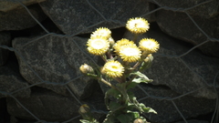Helichrysum aureum