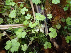 Hydrocotyle heteromeria