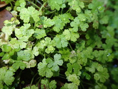 Hydrocotyle heteromeria
