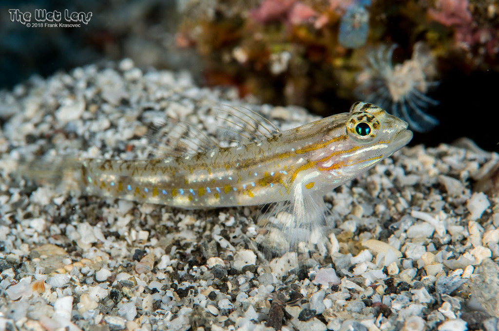Venezuelan Goby