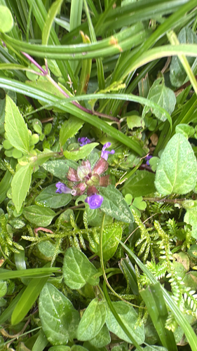 Prunella vulgaris observed 2026-01-04