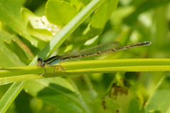 Acanthagrion cuyabae