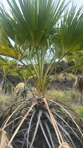 Hawai'i pritchardia (Pritchardia maideniana)