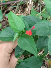 Malvaviscus arboreus