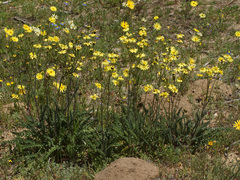 Senecio spiraeifolius