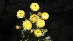Helichrysum aureum