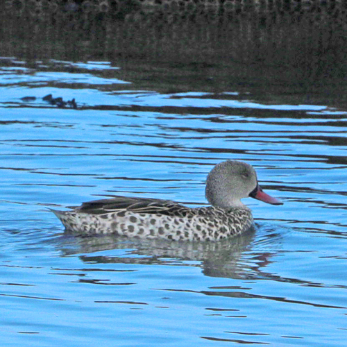 iNaturalist: (c) wicus leeuwner, some rights reserved (CC BY-NC), uploaded by wicus leeuwner iNaturalist image