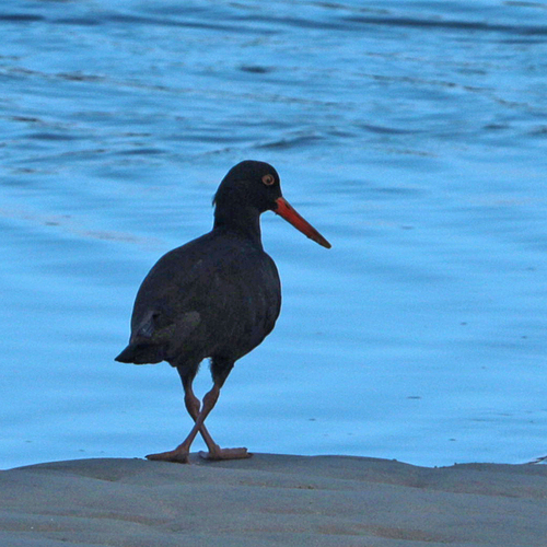 iNaturalist: (c) wicus leeuwner, some rights reserved (CC BY-NC), uploaded by wicus leeuwner iNaturalist image