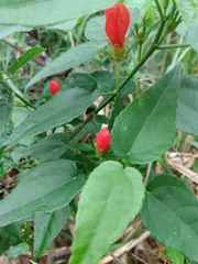 Malvaviscus arboreus