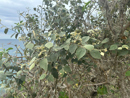 Capparicordis crotonoides, 2026-01-10