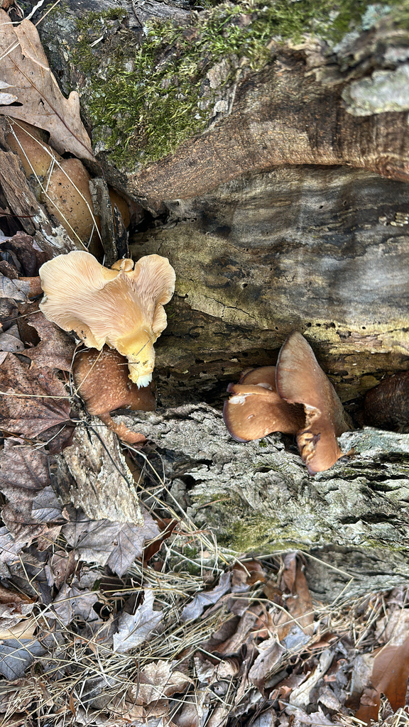 Sarcomyxa serotina · January 2026 · photo: © lostculture (iNaturalist, cc-by)