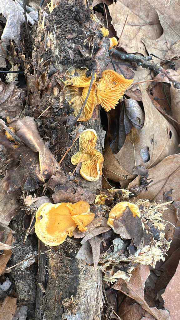 Phyllotopsis nidulans · January 2026 · photo: © lostculture (iNaturalist, cc-by)