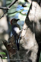 Melanerpes pygmaeus