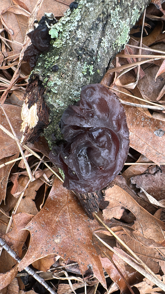 Exidia crenata · January 2026 · photo: © lostculture (iNaturalist, cc-by)