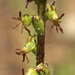 Hairy Thread Orchid - Photo (c) Felix Riegel, some rights reserved (CC BY-NC), uploaded by Felix Riegel