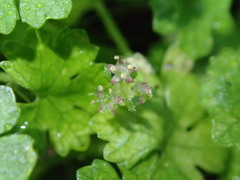 Hydrocotyle heteromeria