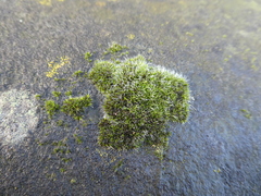 Grimmia pulvinata