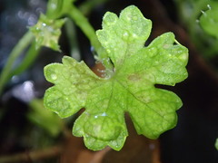 Hydrocotyle heteromeria