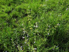 Salvia stenophylla image