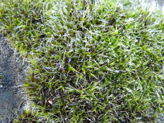Grimmia pulvinata