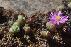 Braunsia maximilianii