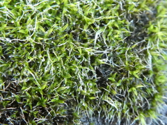 Grimmia pulvinata