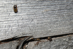 Chilothorax melanostictus