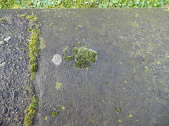 Grimmia pulvinata